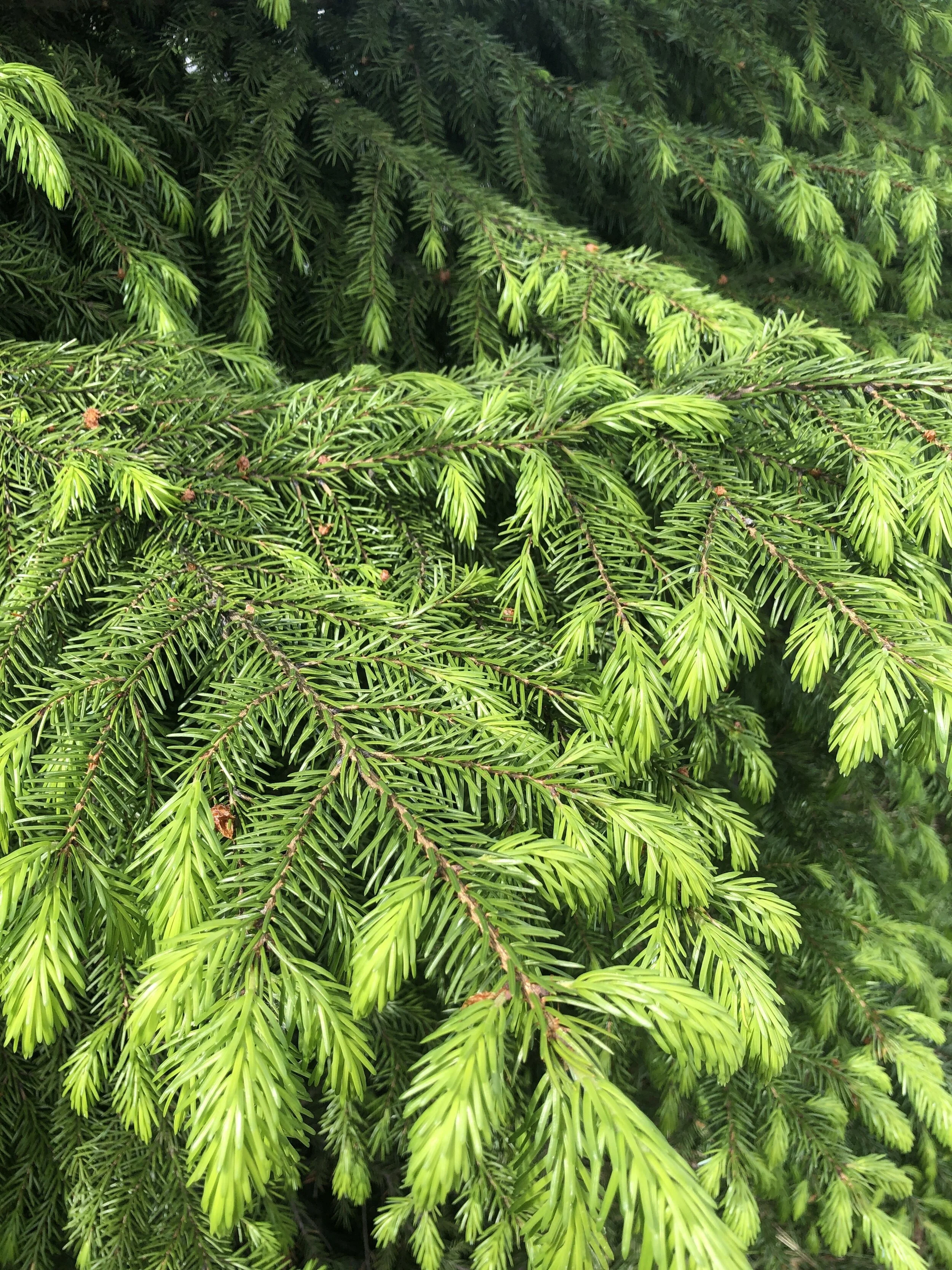 Summer 2021 Newsletter