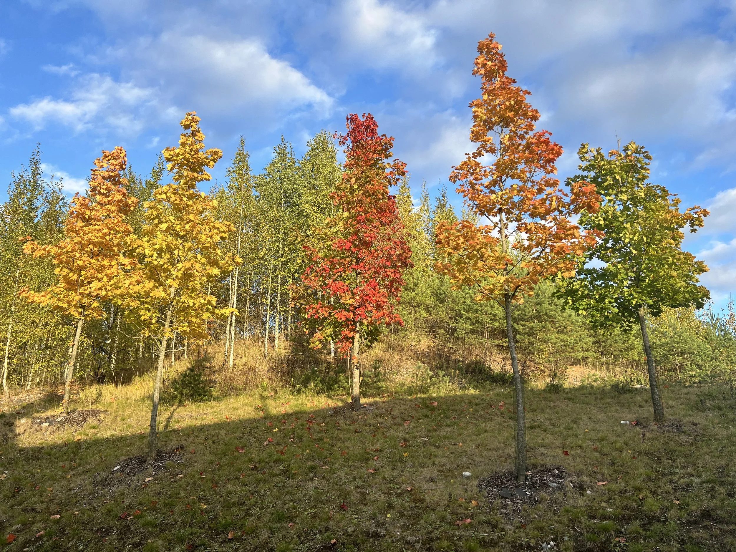 Fall 2024 Newsletter