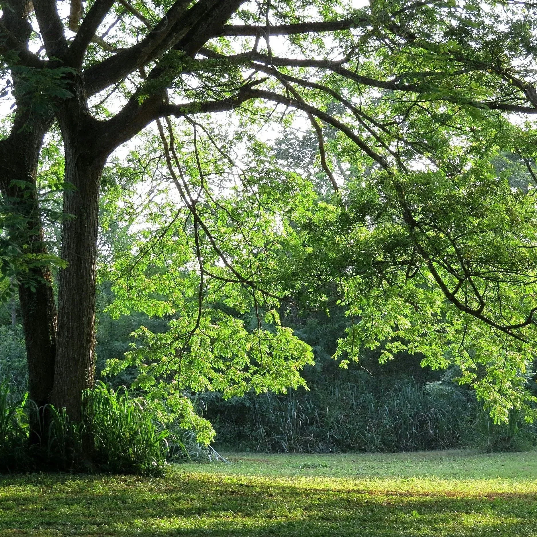 psicoterapia individuale - walk & talk