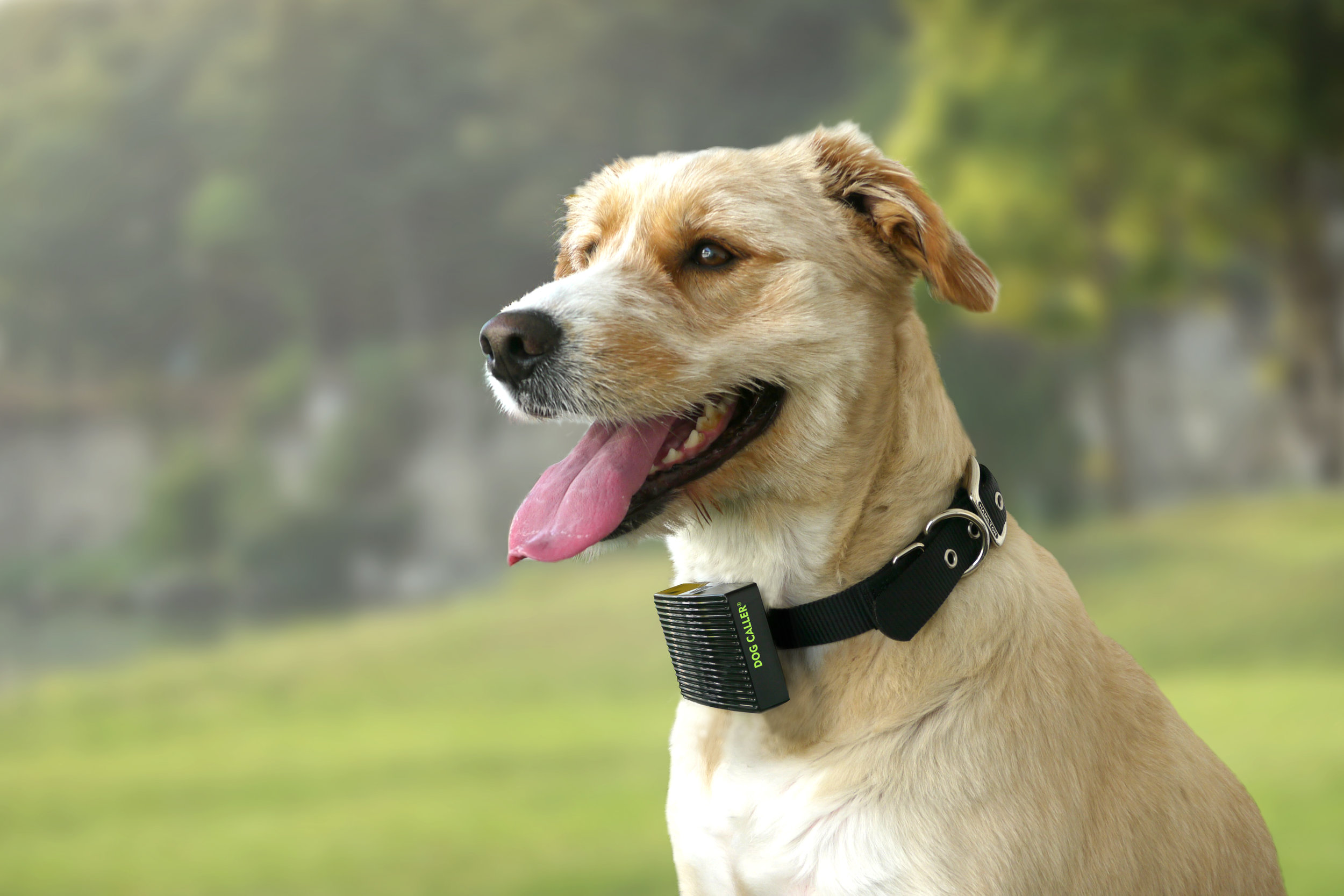 DogCaller_InSitu.jpg