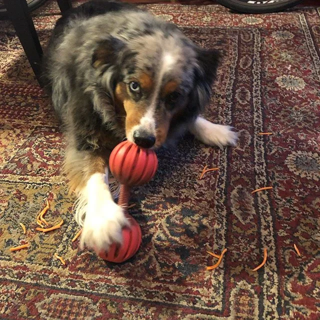 No, you CANNOT sneak carrots into my Peanut butter treat!