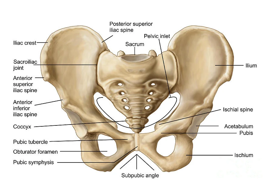 The Language of Anatomy V: The Pelvic Girdle