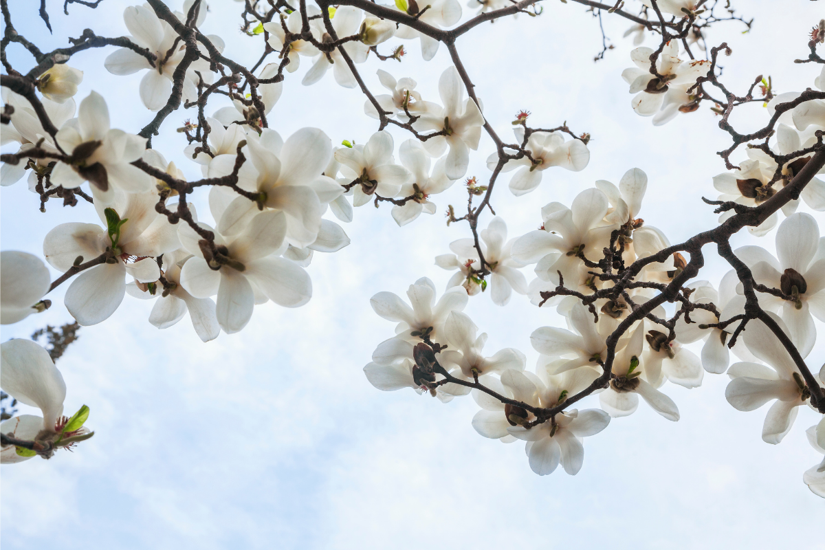 Living in Harmony with Nature Series - Spring with James Tennant