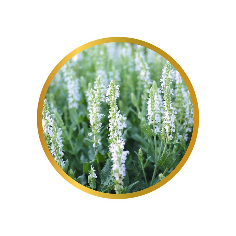 Aura (Lavender Vanilla Essential Oil Essence) – Kirrston's Kollections