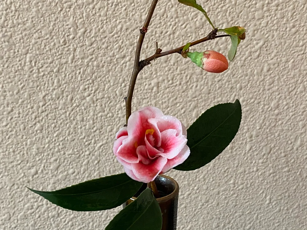 Blog Wa Shin Tea Blog Wa Shin Tea