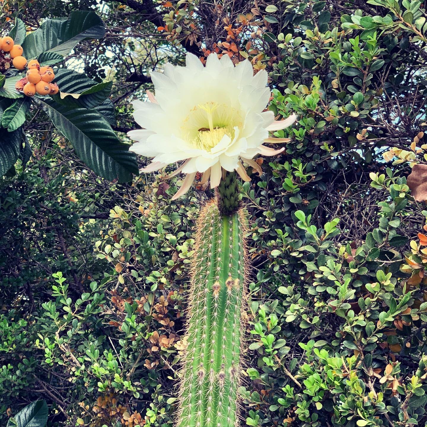 and like clockwork, the solstice arrives, + she blooms!! 

I&rsquo;m feeling a bit like this pretty cactus bloom 🌵in my front yard. The increasing 🌞 sunshine is softening my hard edges of that challenging year we just had. I&rsquo;m open + ready fo