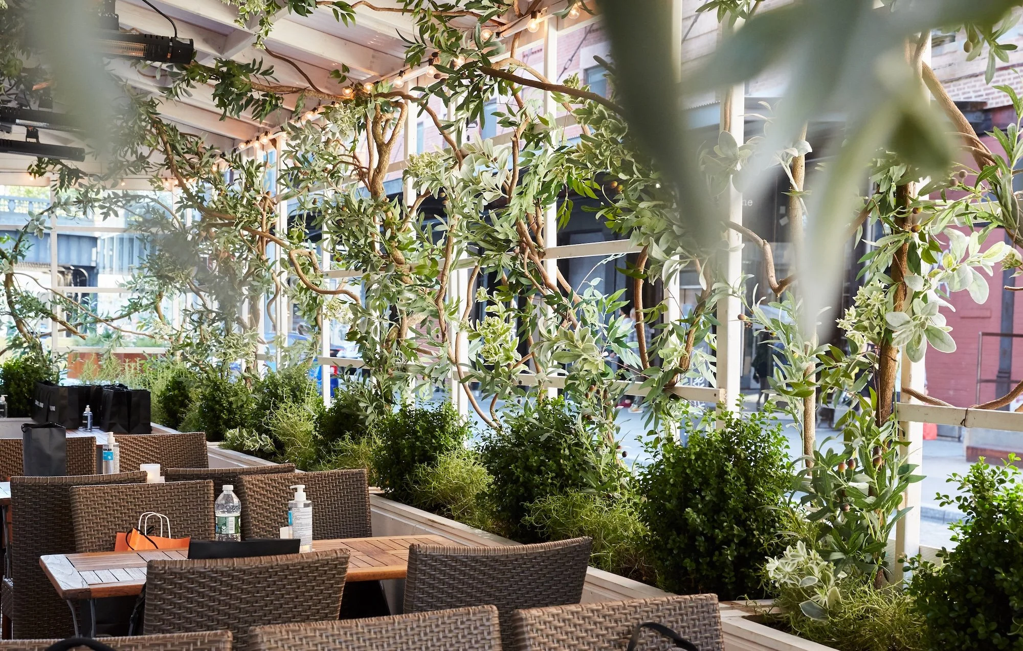 Fig & Olive