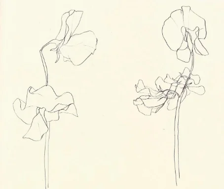 Ellsworth Kelly, Plant Drawings