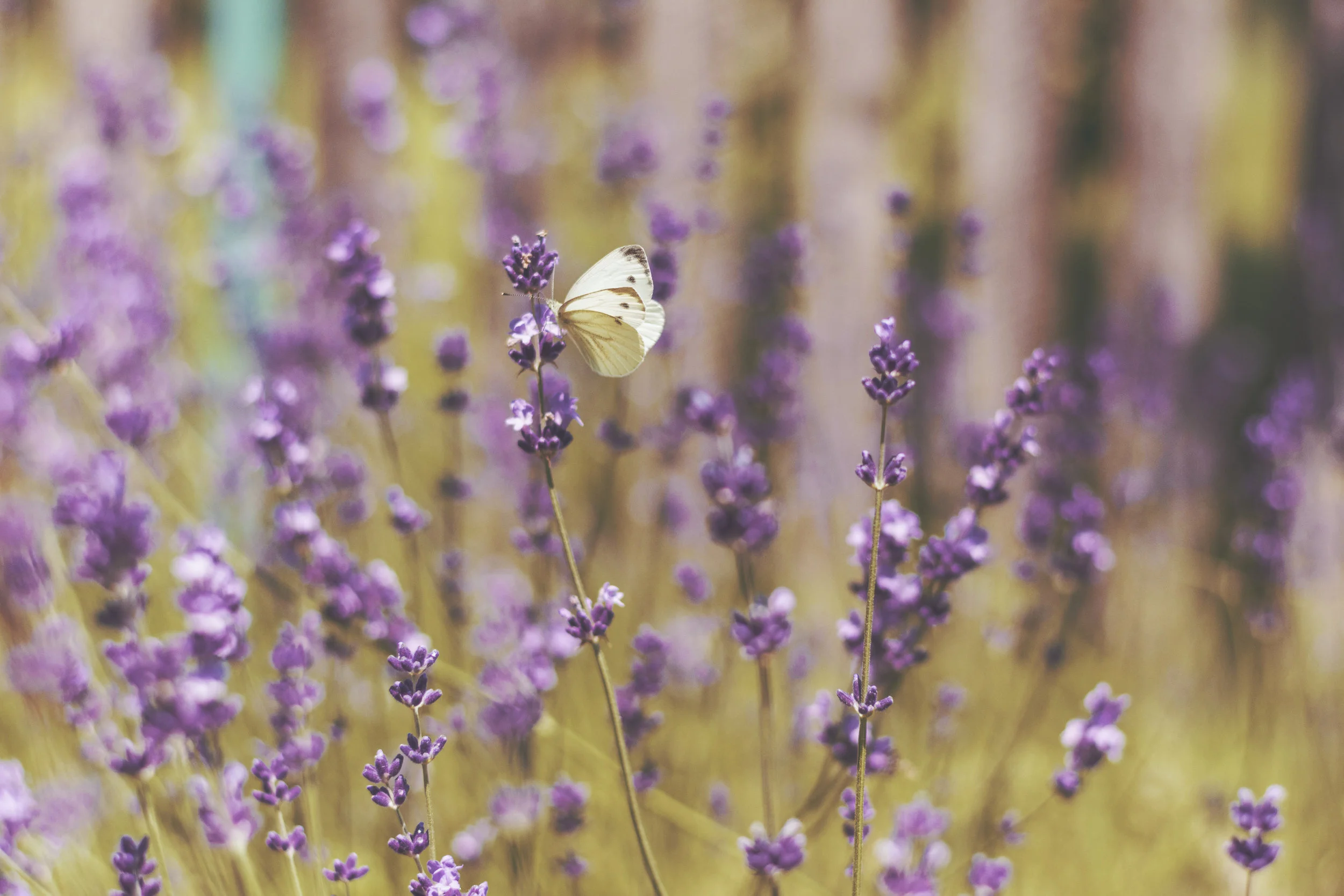 Lavender 101:  A Starter Guide to Using Essential Oil at Home