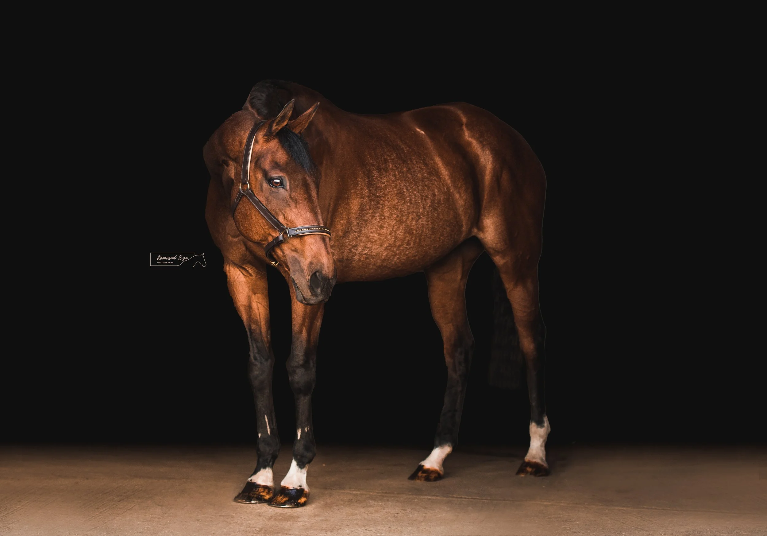 Blog of the Calgary Equine Photographer Reversed Eye Photography