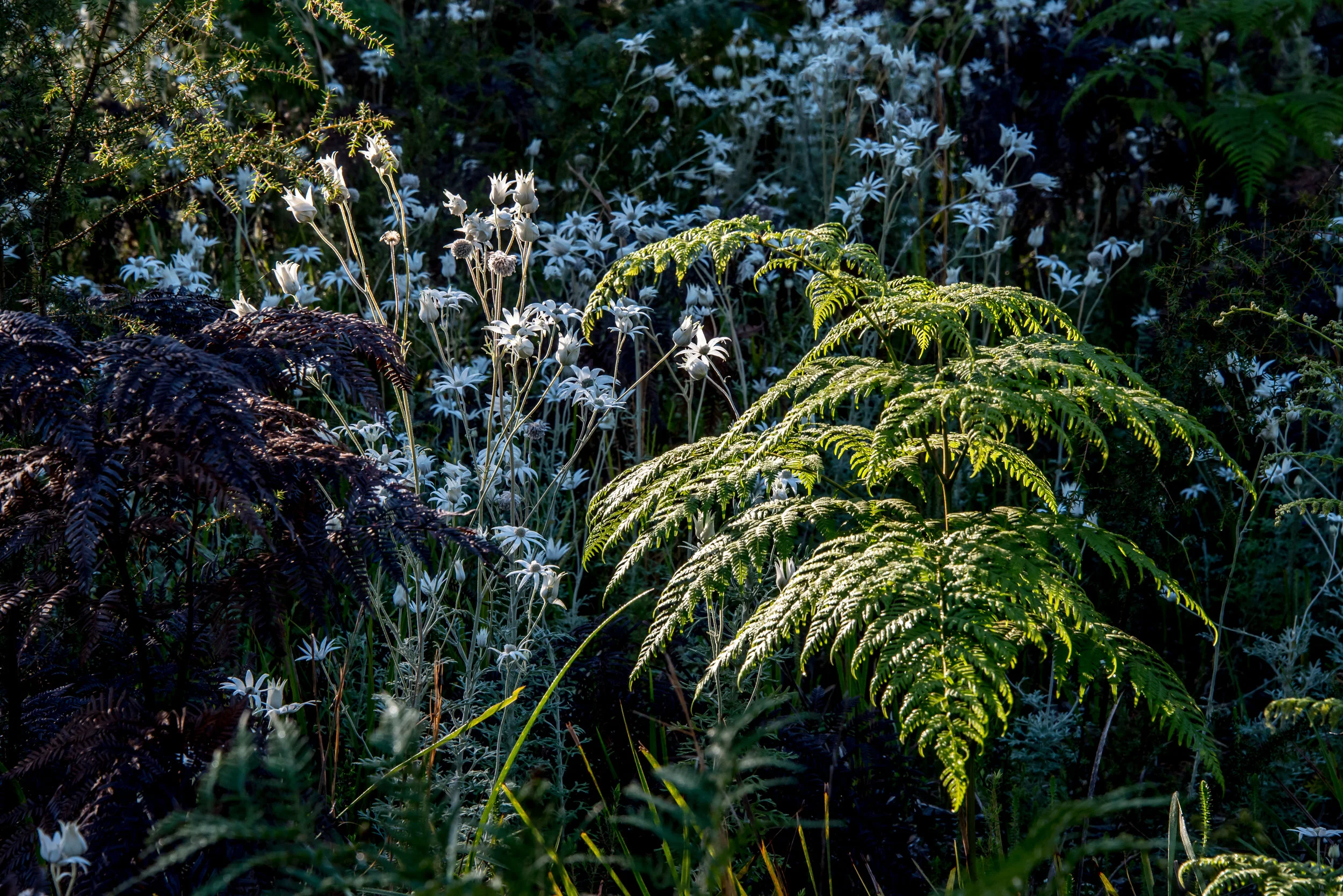Flannel Flowers on Mungo Rd.jpg