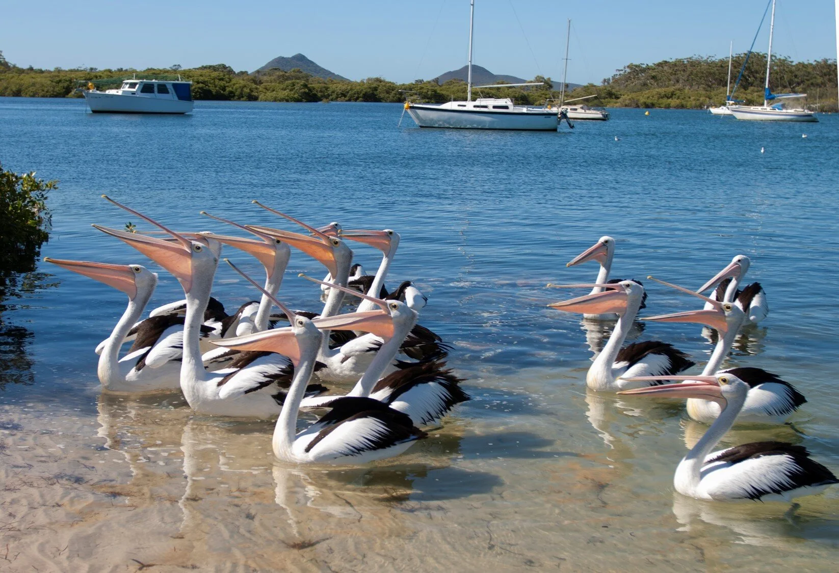 Pelican's feeding time.jpg