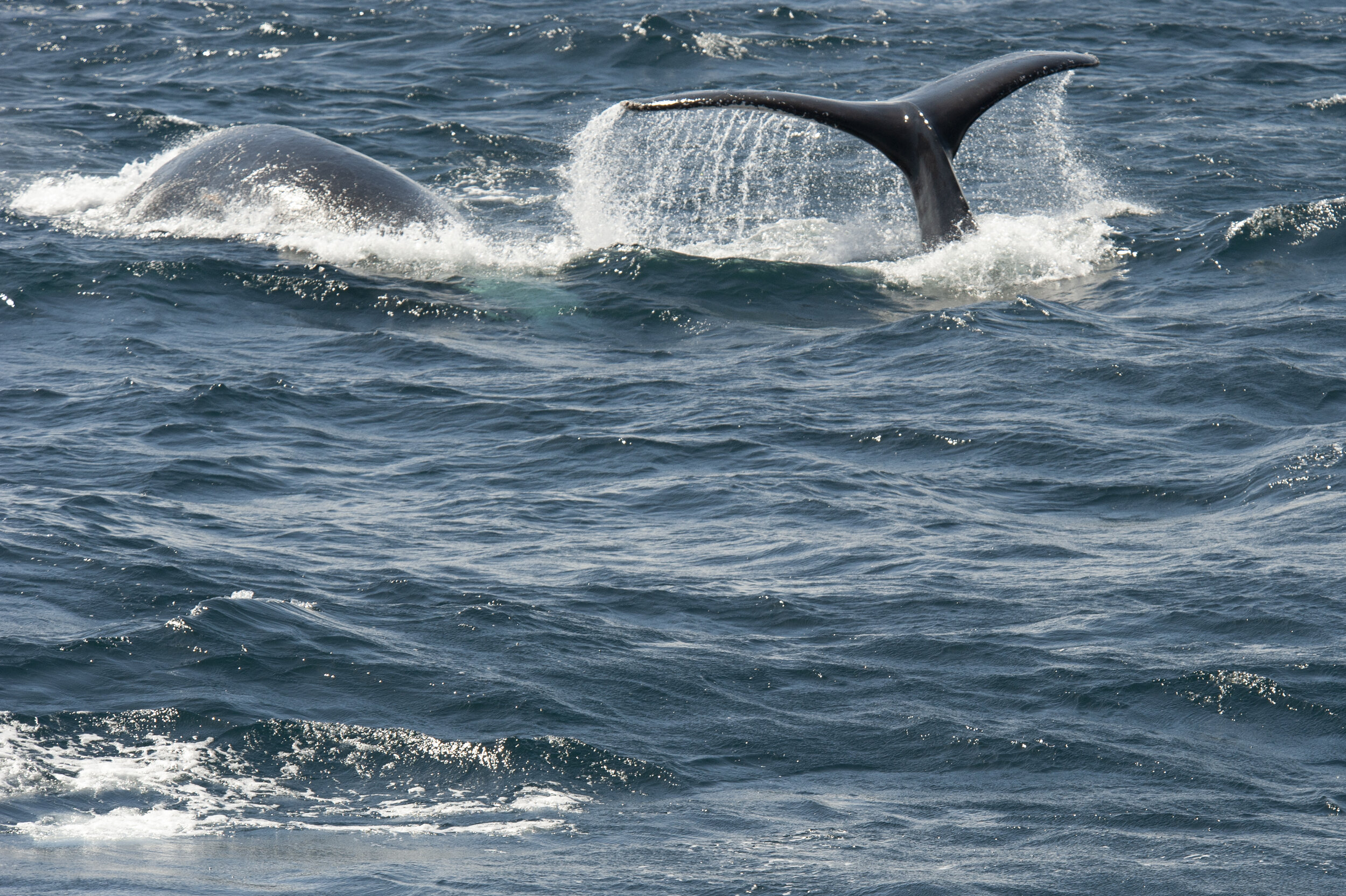 Humpback Whales off Hawks Nest.jpg