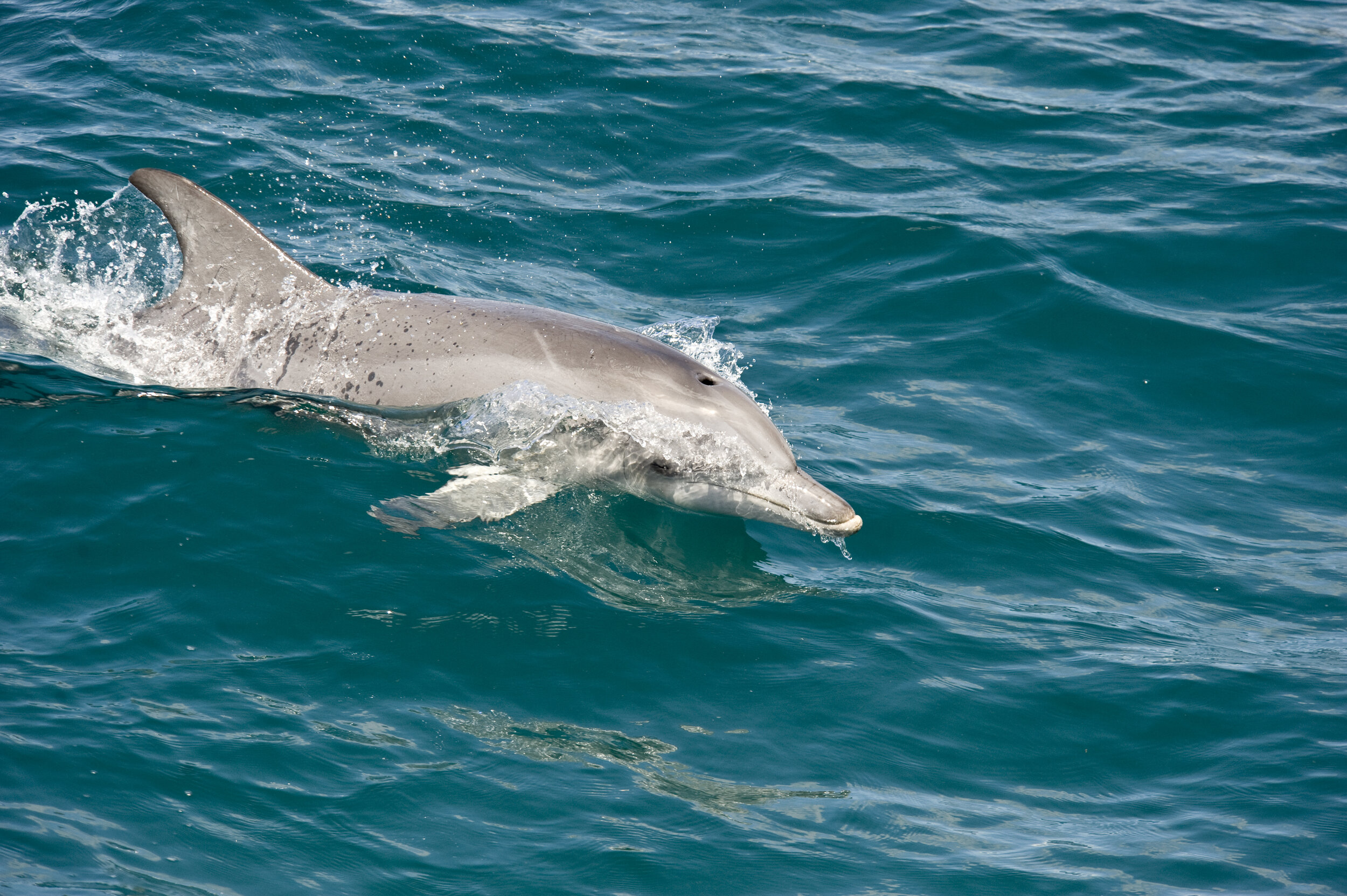 Dolphin off Yacaaba Head.jpg