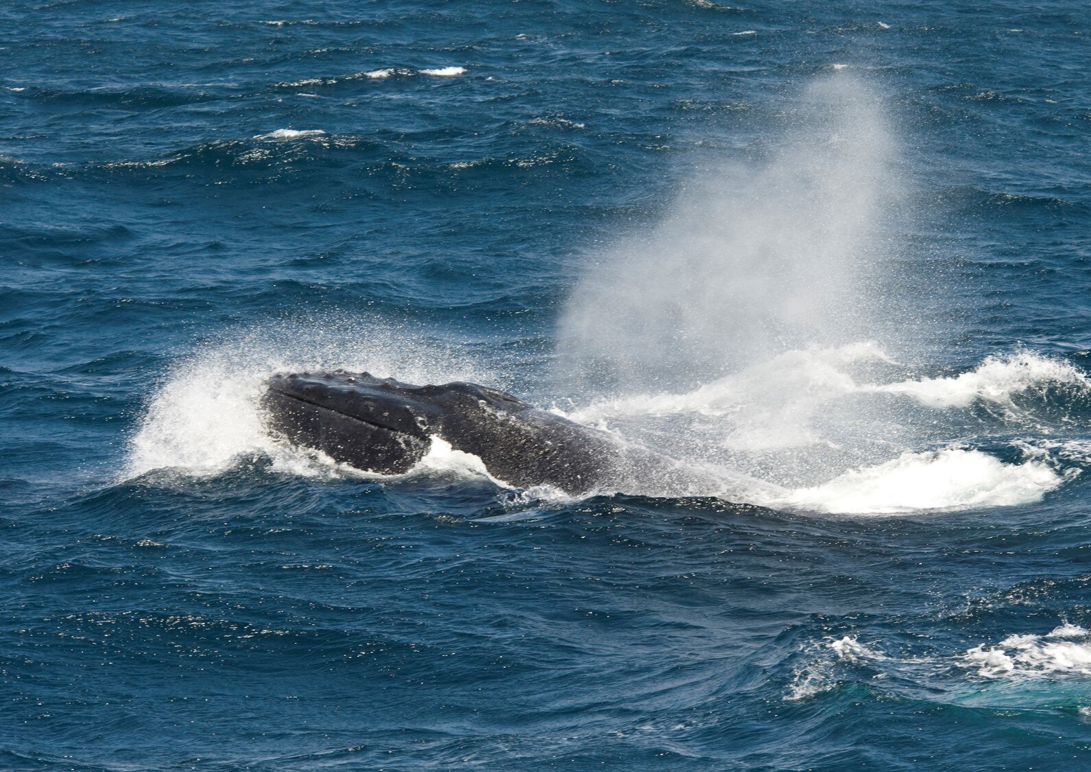 Humpback Whale 2.jpg
