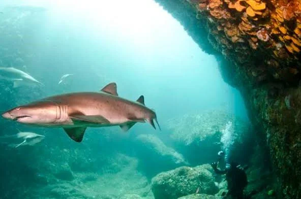 diving 2 broughton island.jpg