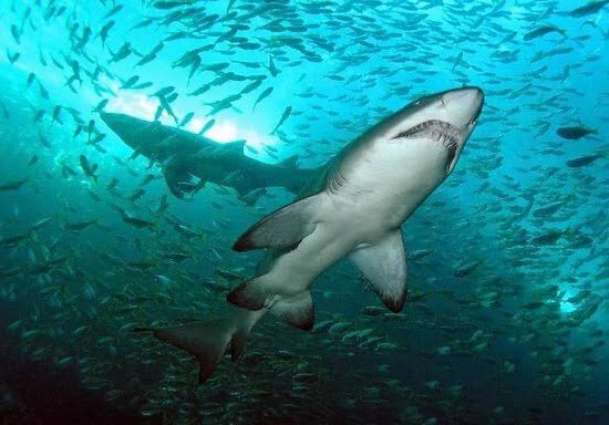 Broughton Island sharks.jpg