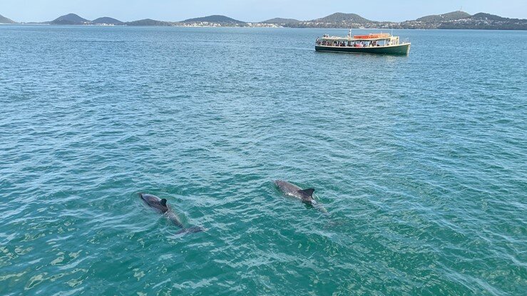 ferry with dolphins.jpg