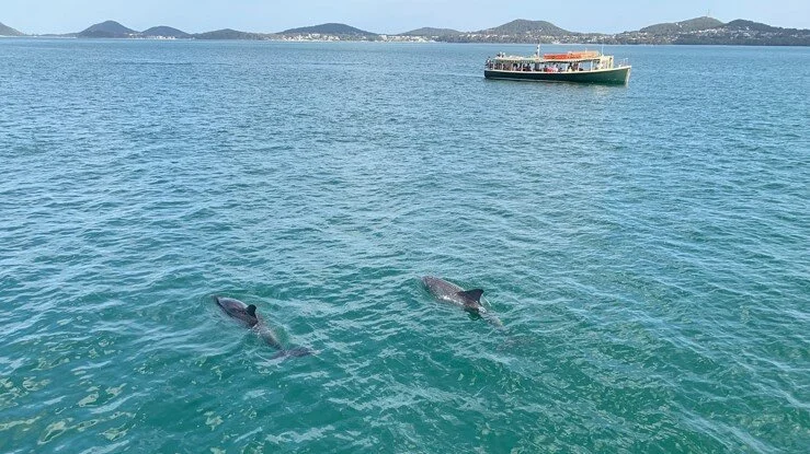 ferry with dolphins.jpg