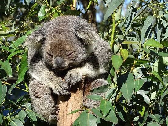 oakvale koala.jpg