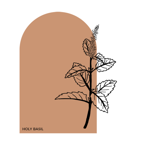 Holy Basil.png