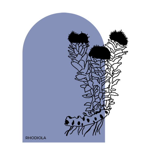 Rhodiola.png