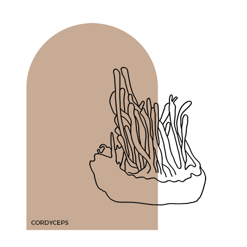 Cordyceps-1.png