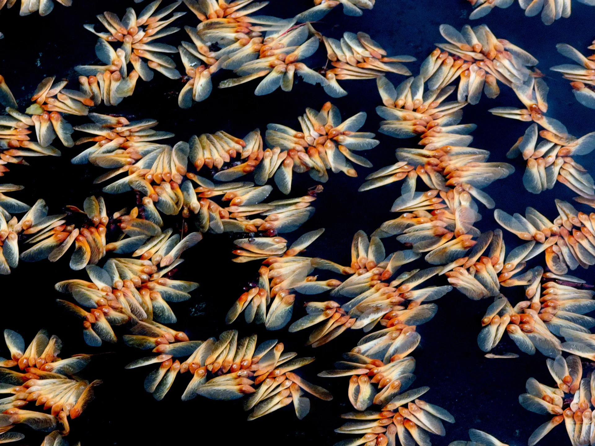 04-WADE-Maple Seeds=2013 copy.jpg