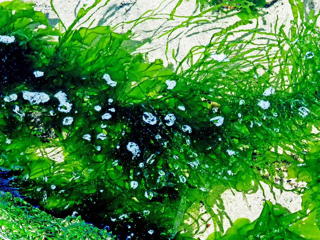 David Wade_Seaweed Abstract_ photograph_ 15 x 20%22.jpg
