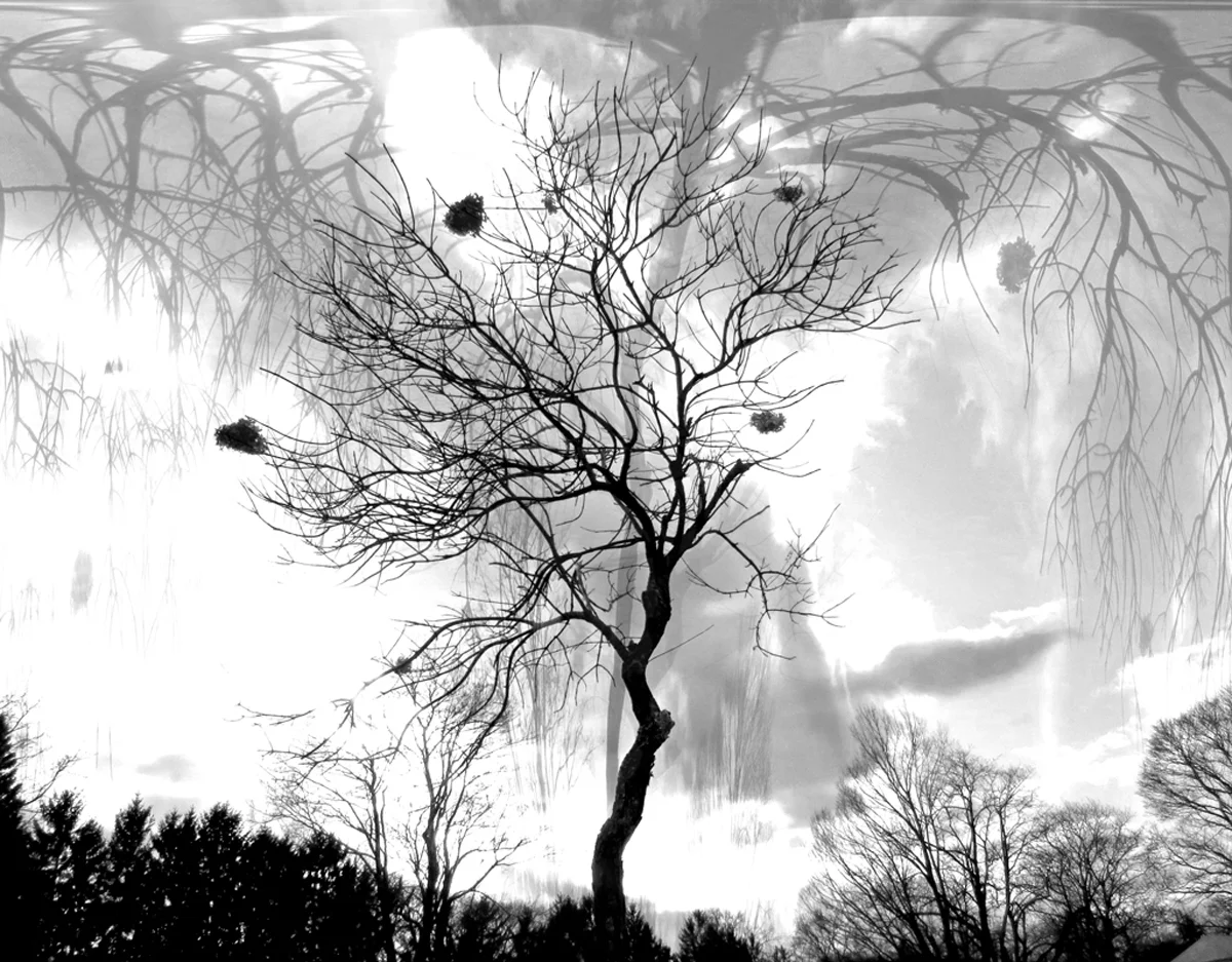 Dave Wade_Garden of Delights 11x14 copy copy.jpg