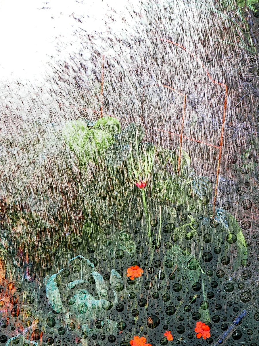 Rain Onion garden 16x.jpg