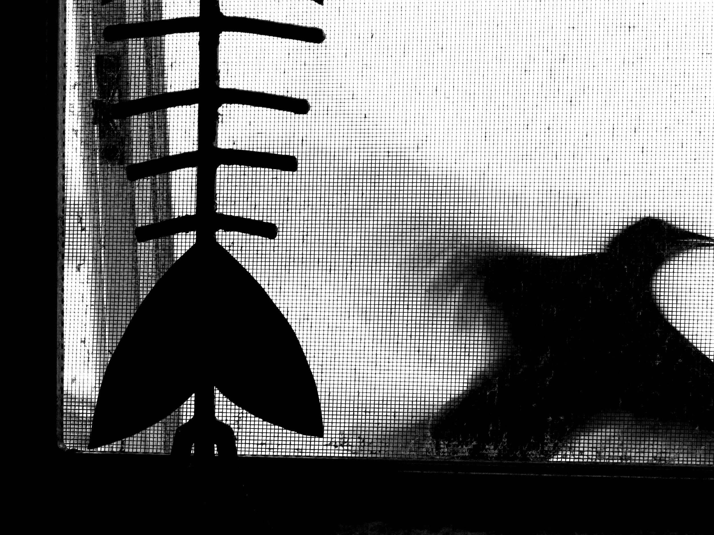 bird shadow_BW 3936 copy.jpg