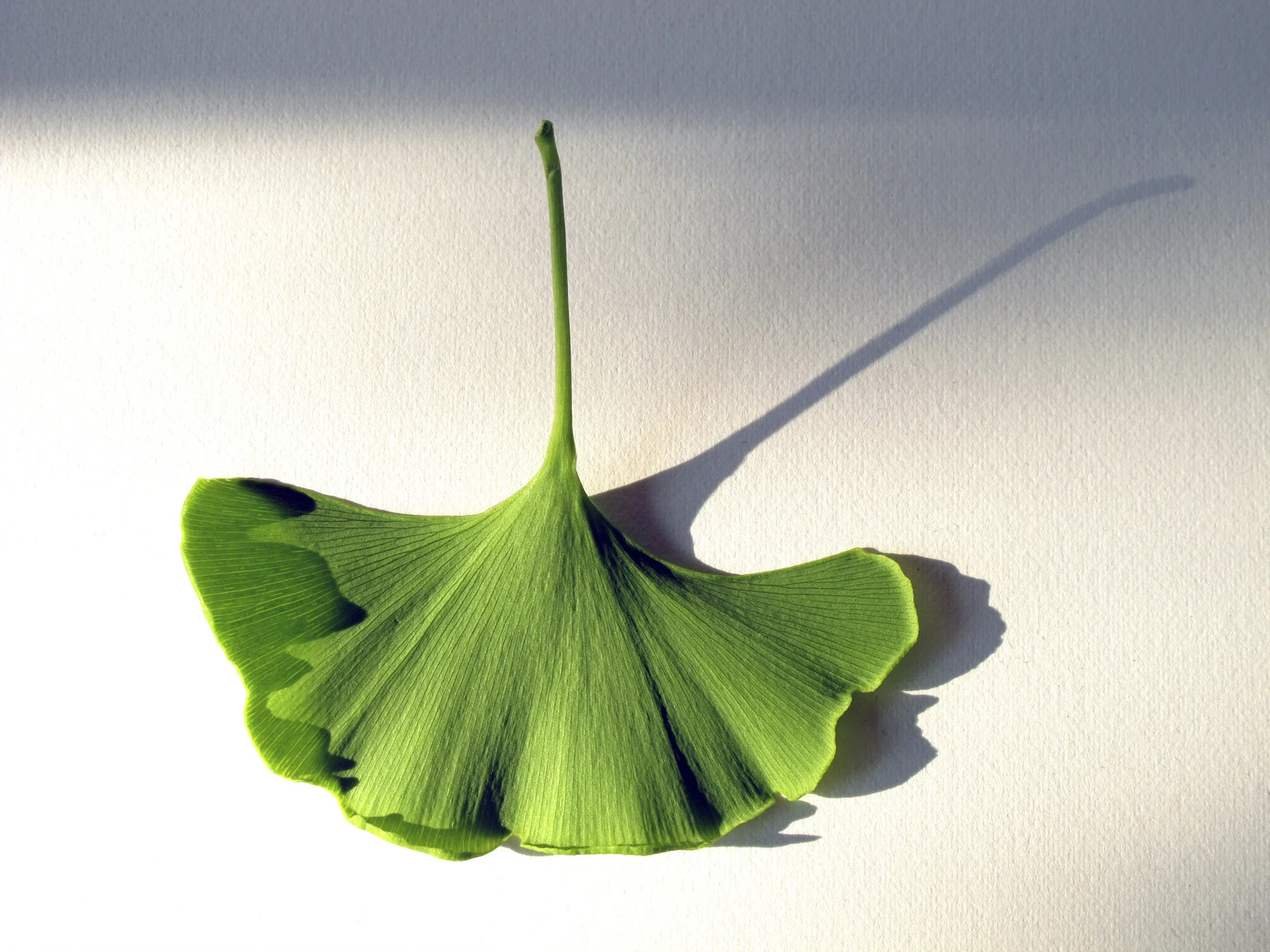 Ginko_X 2952 copy copy.jpg