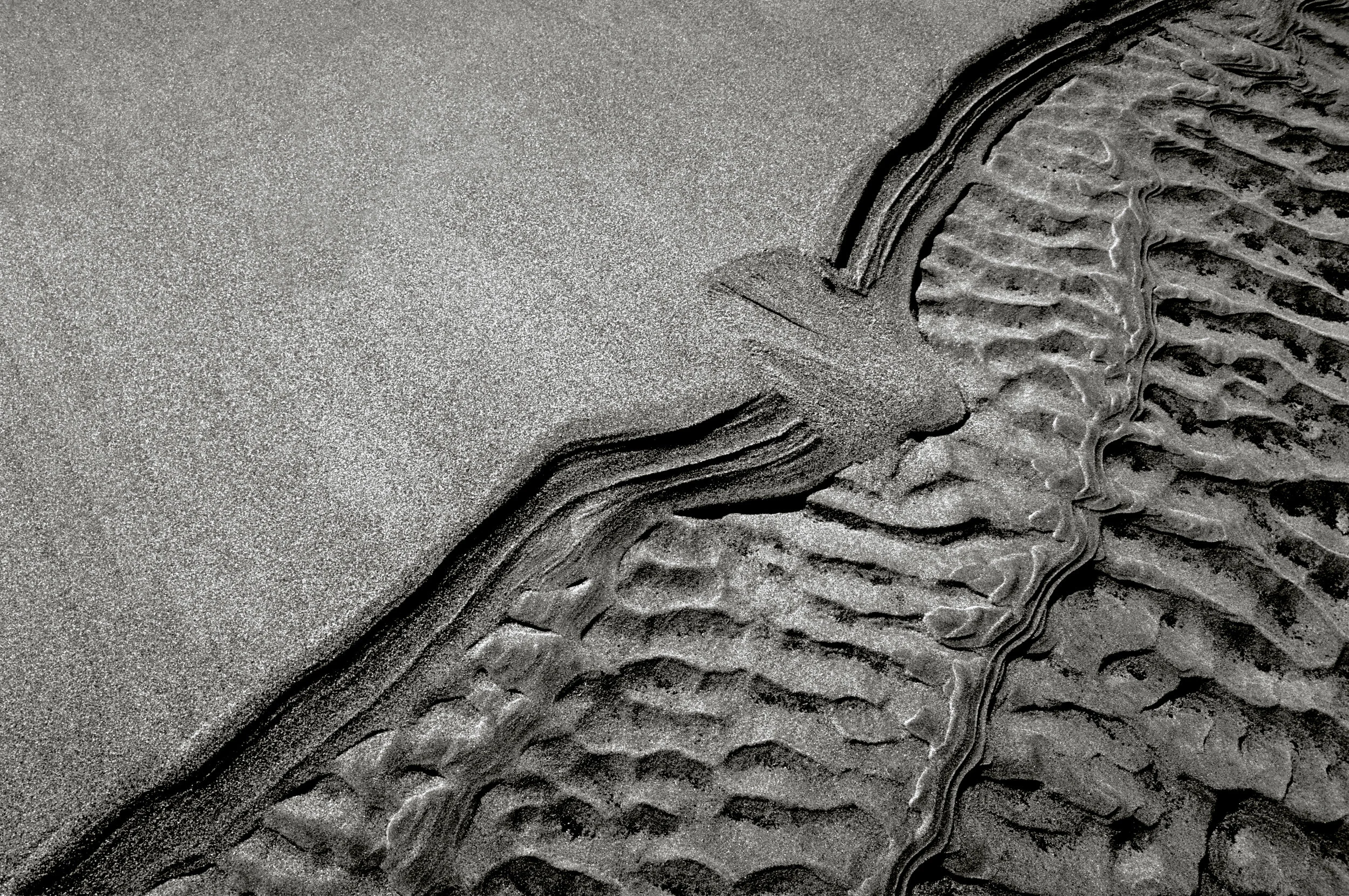 sandbird-16 Bcopy.jpg