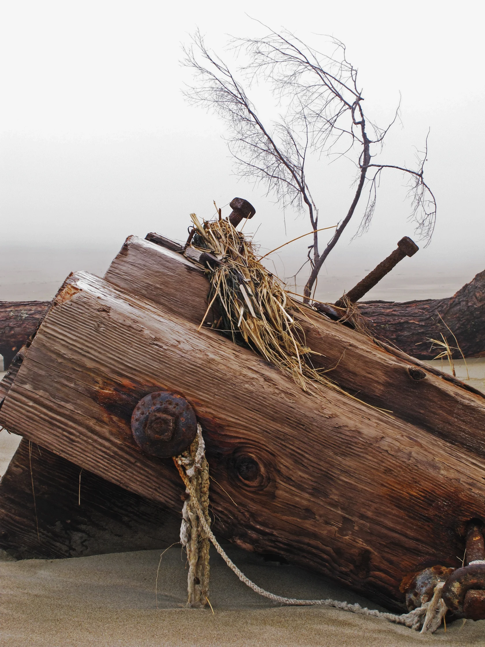 flotsam soft 8x10.jpg