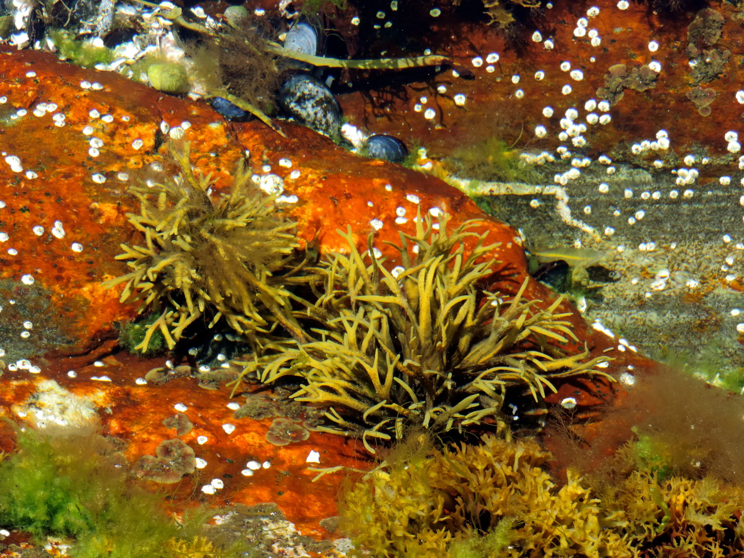 Octopusses garden0265 copy copy.jpg