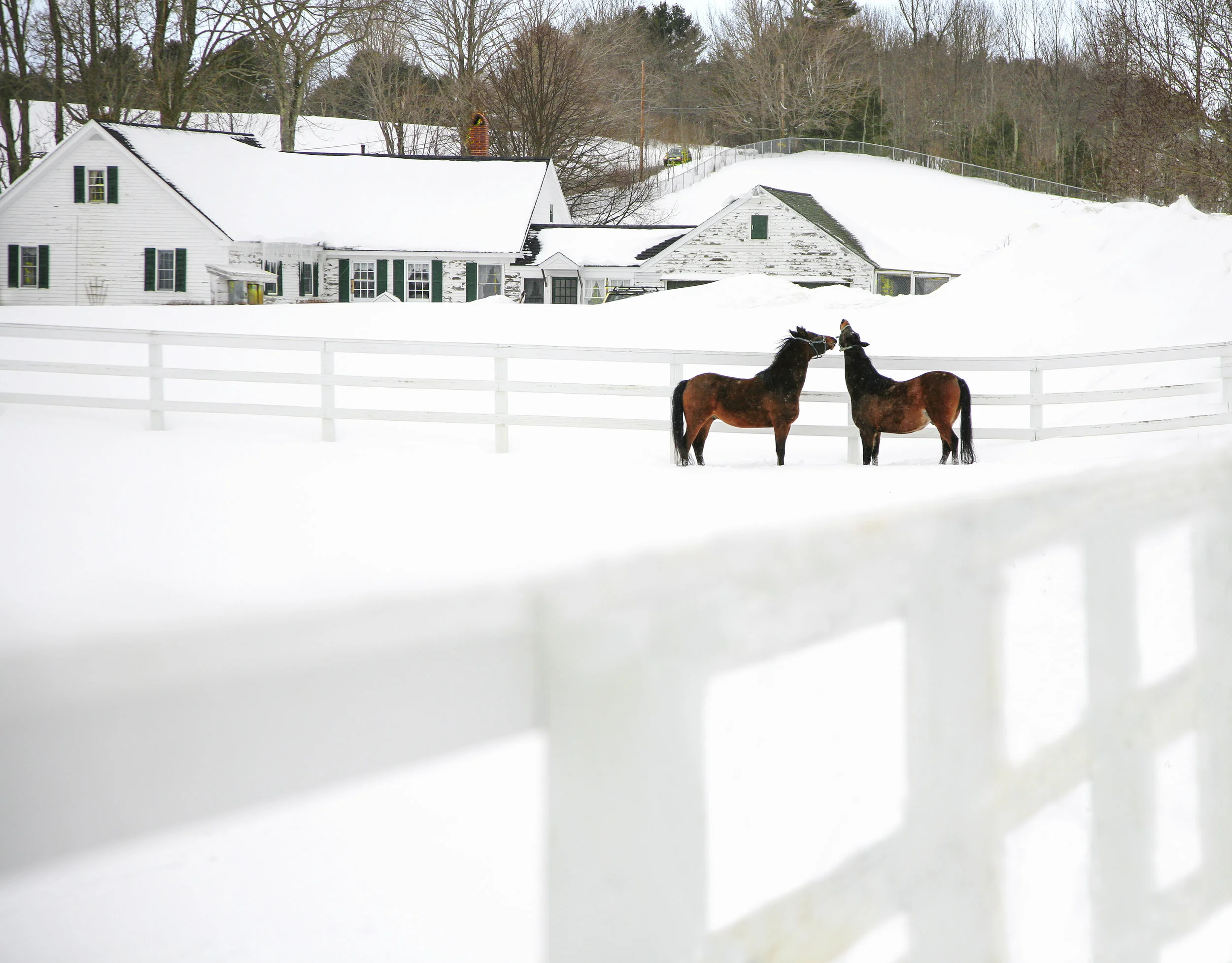 Carol_snow horses0500 copy copy.jpg
