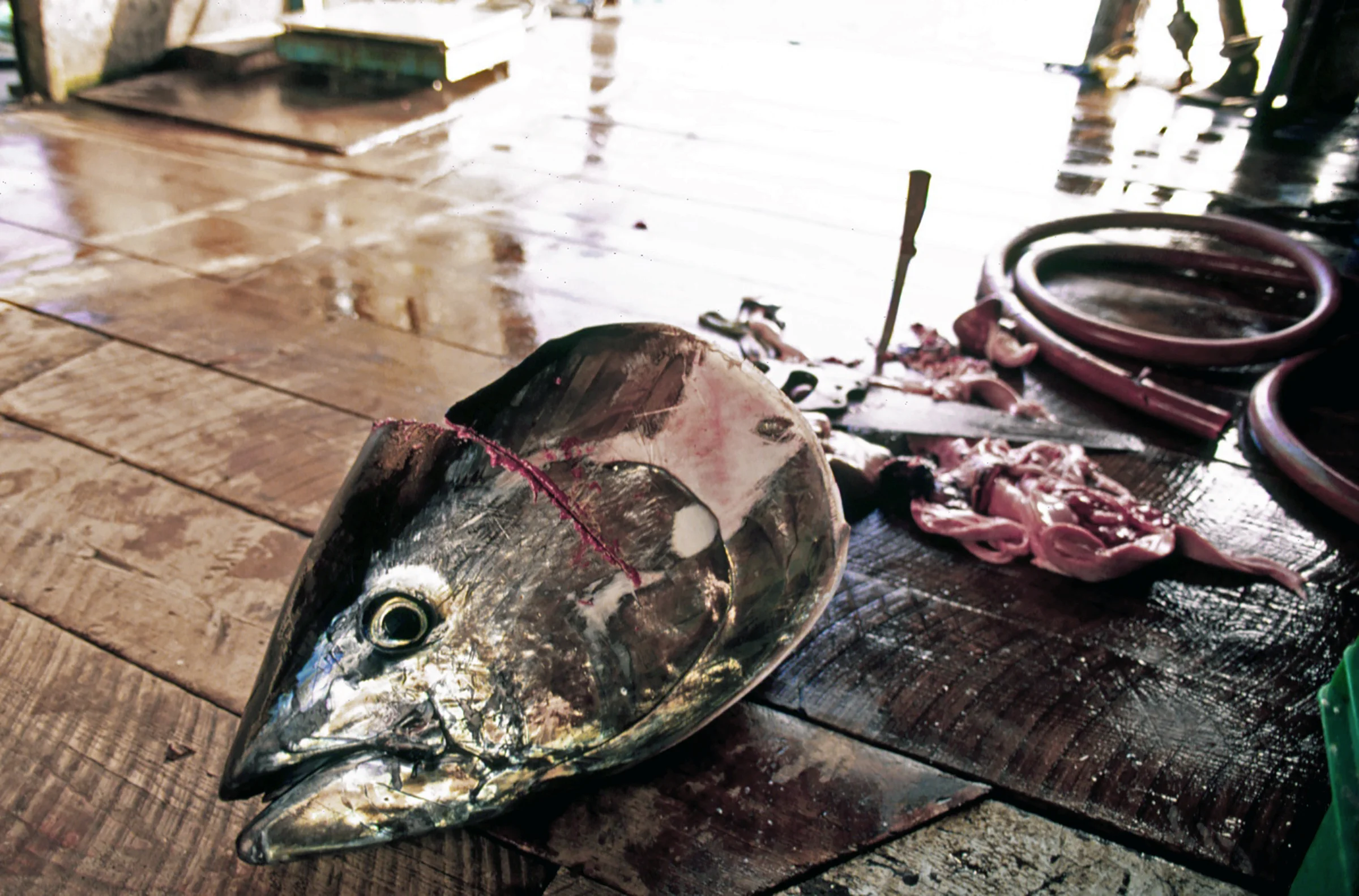tuna head7 copy.jpg
