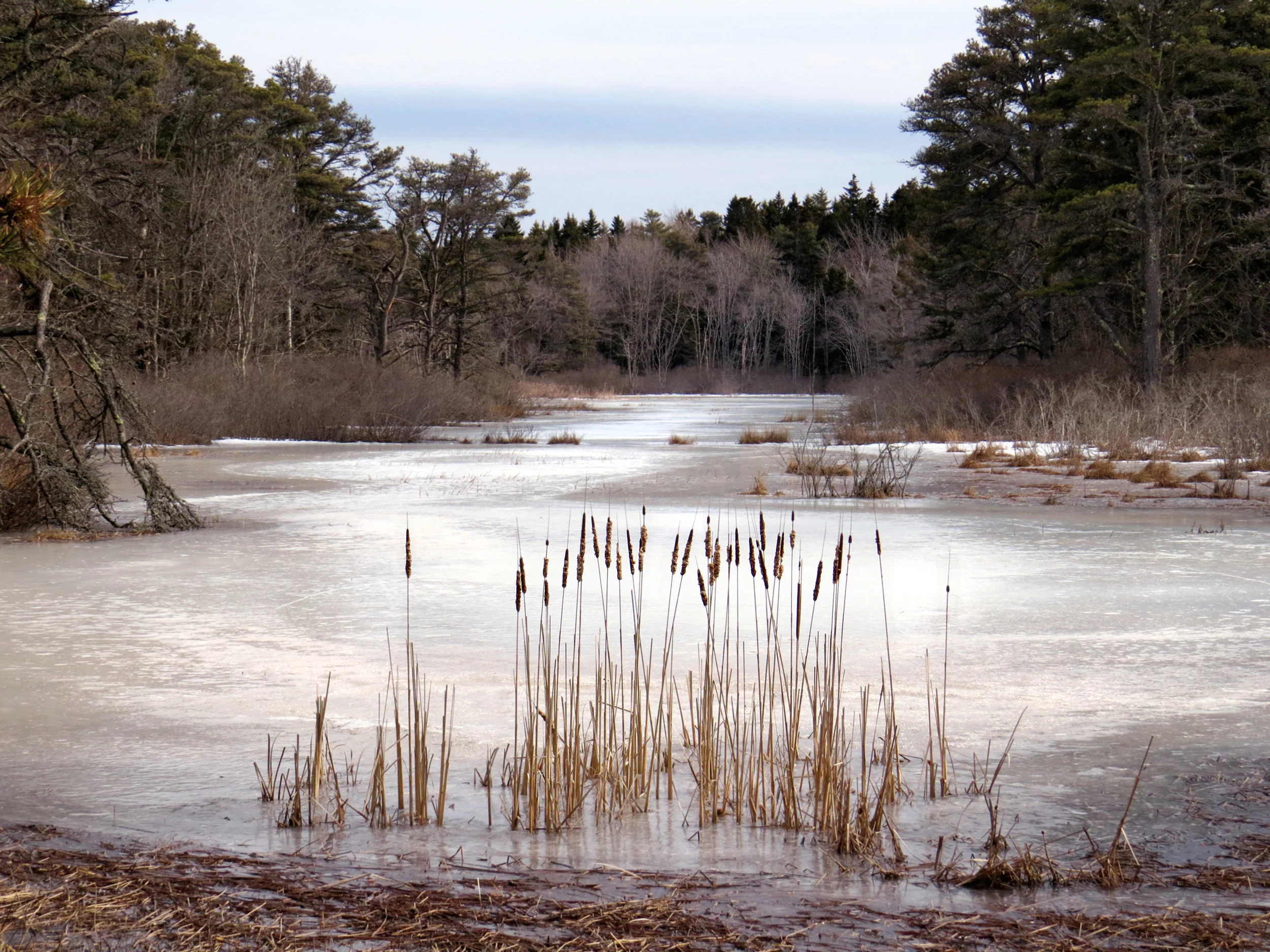 Pop Marsh 11x copy.jpg