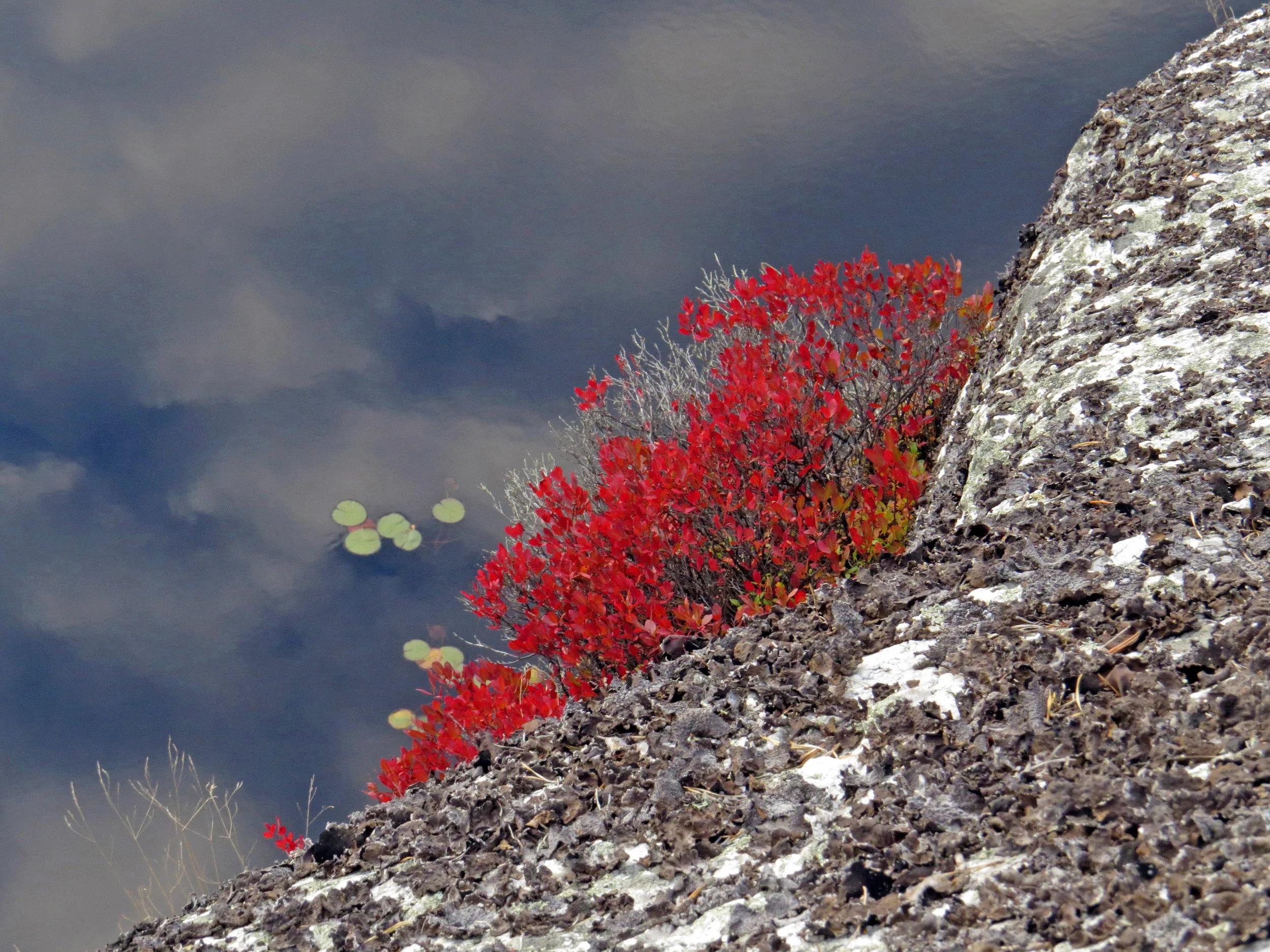 red bush4951 copy.jpg