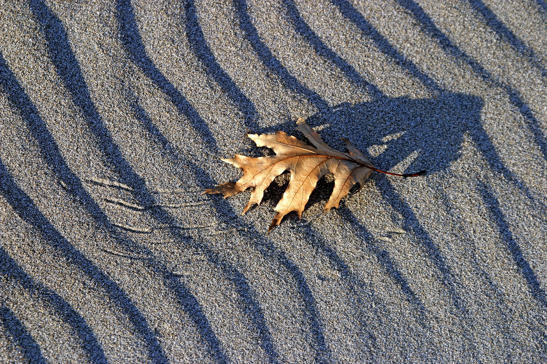 closeup leaf.jpg