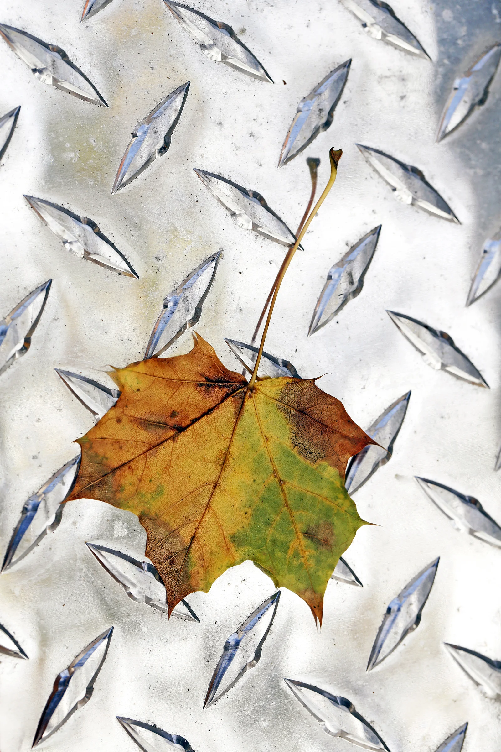 Leaf on Metal 15xcopy.jpg