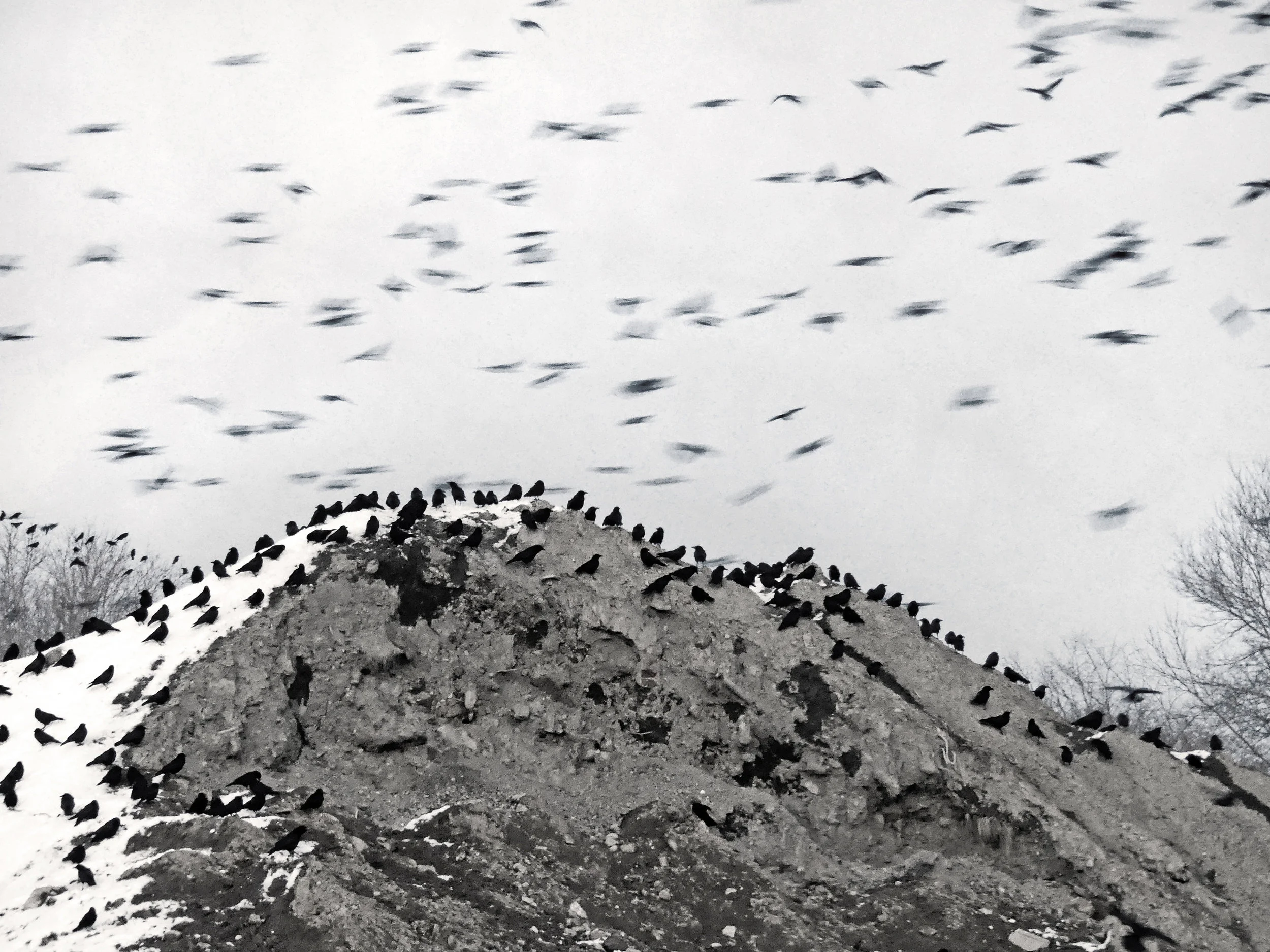 CROWS. BR Lewiston- Sepia snow pile swarm-1280931 copy.jpg