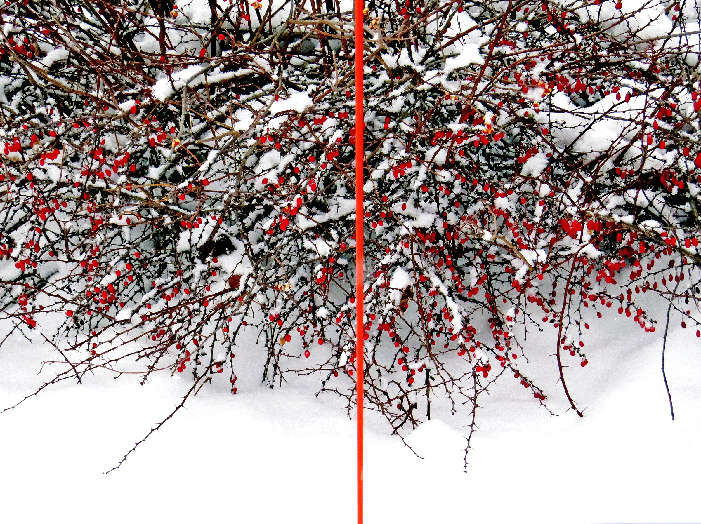 red berry dyptich16x B 5075 .jpg