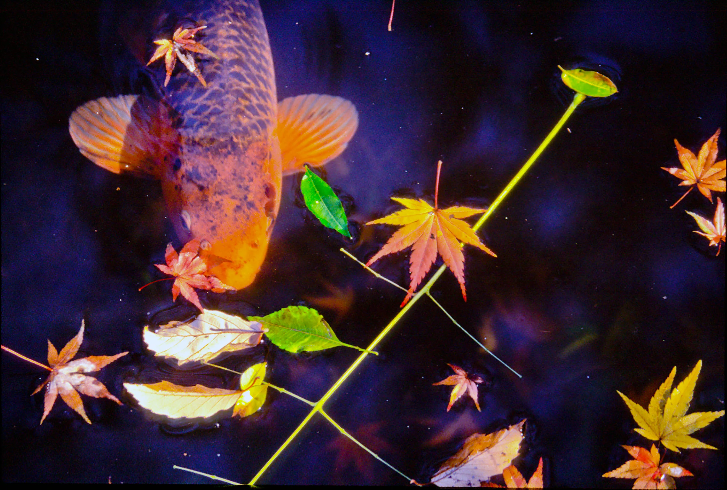 japanese carp-.jpg