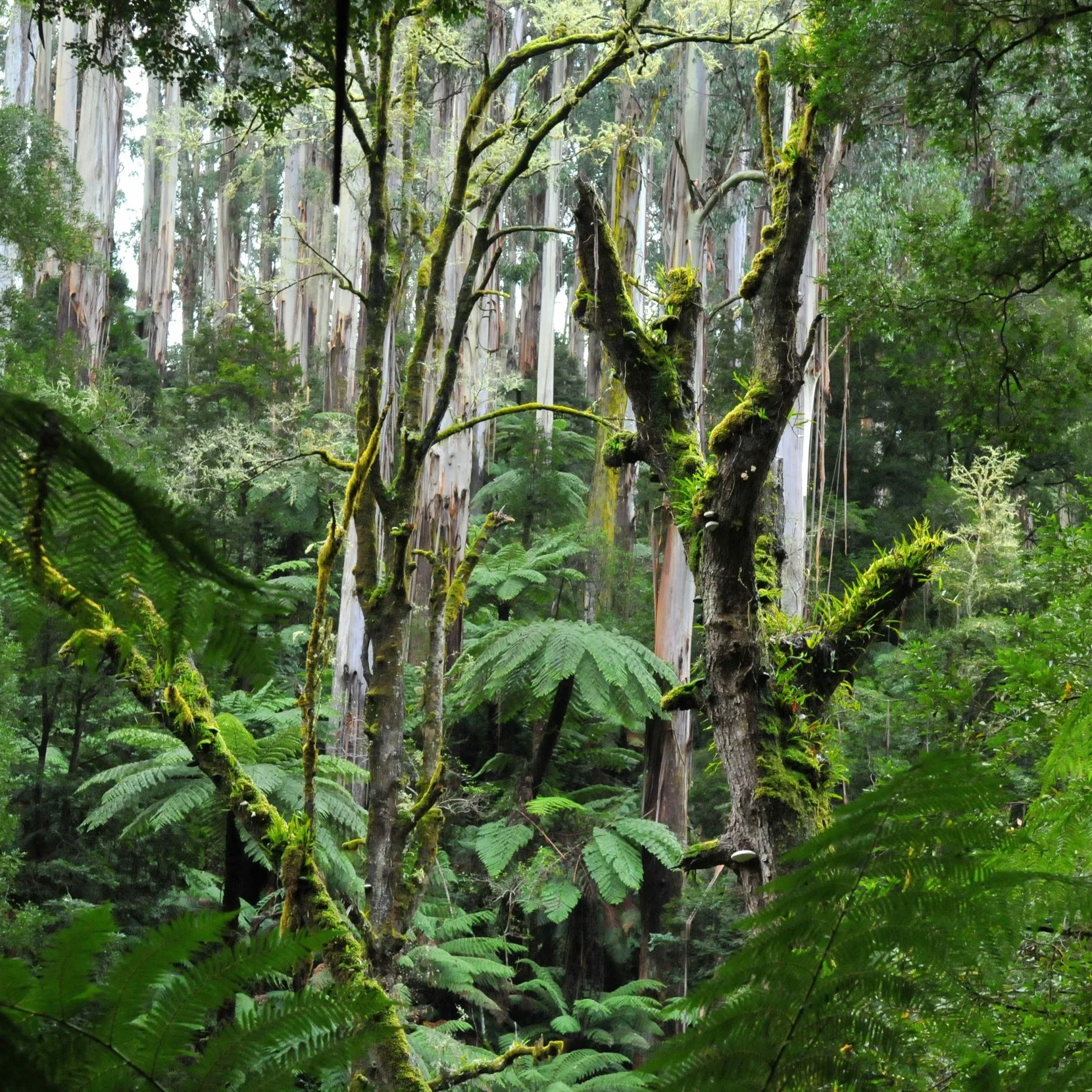 20110528_Tarra-Bulga_National_Park_-_Forest_near_Cyathea_Falls.jpg
