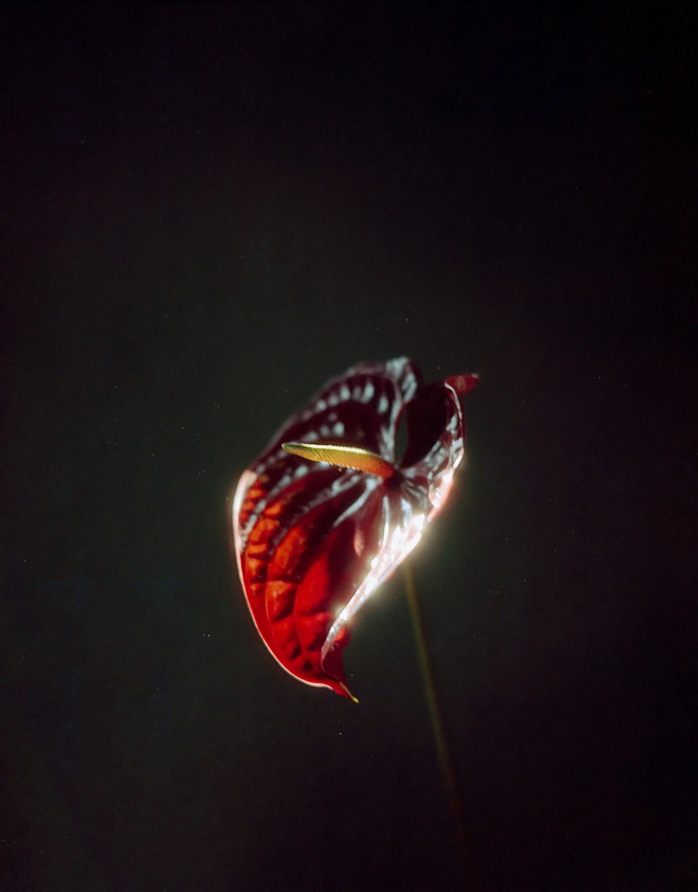 Open Edition Prints | 8x12'' Fine Art Photography