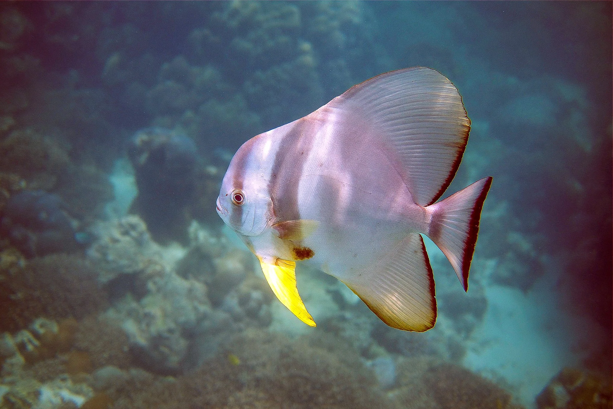 When the big fish should make the leap