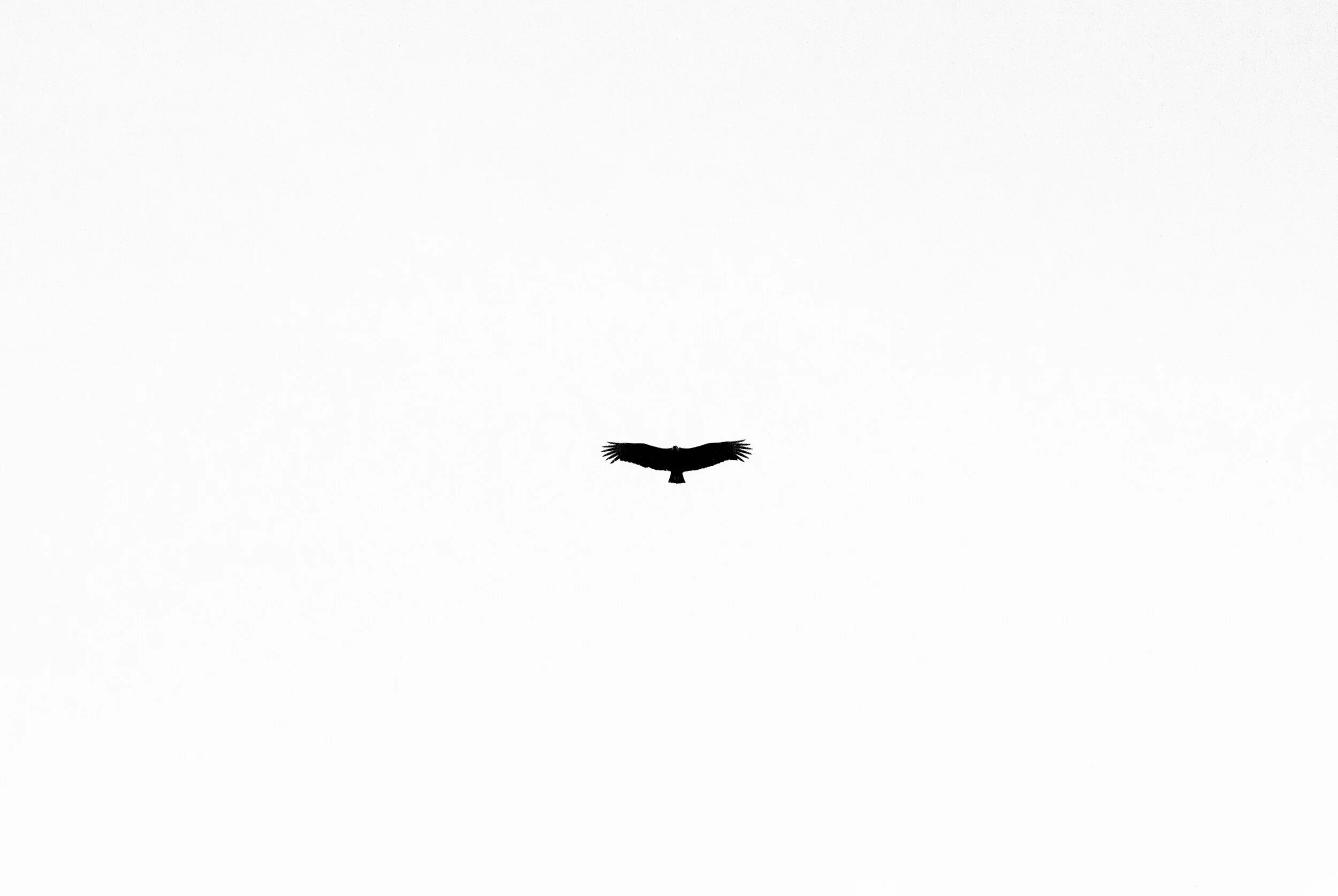 Quiet Moments of Quarantine