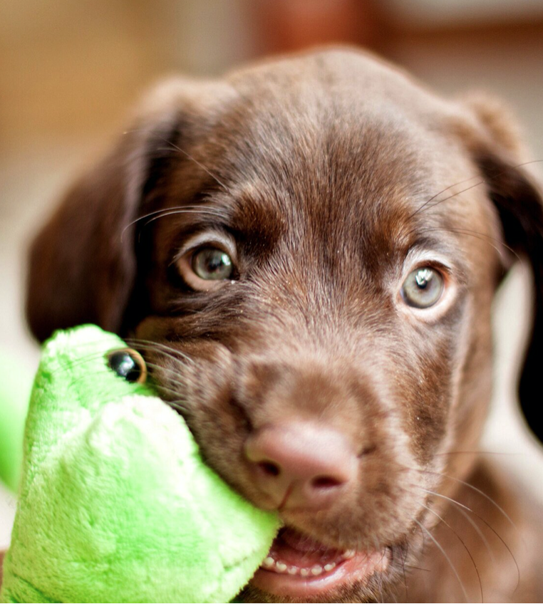 What to Know About Your Teething Puppy